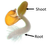 RootAndShoot.png