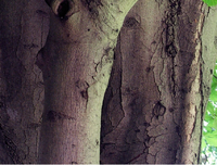 HorseChestnutBark.png