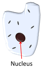 Nucleus.png