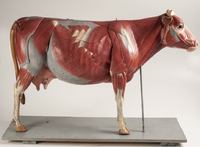 CowMuscles.png