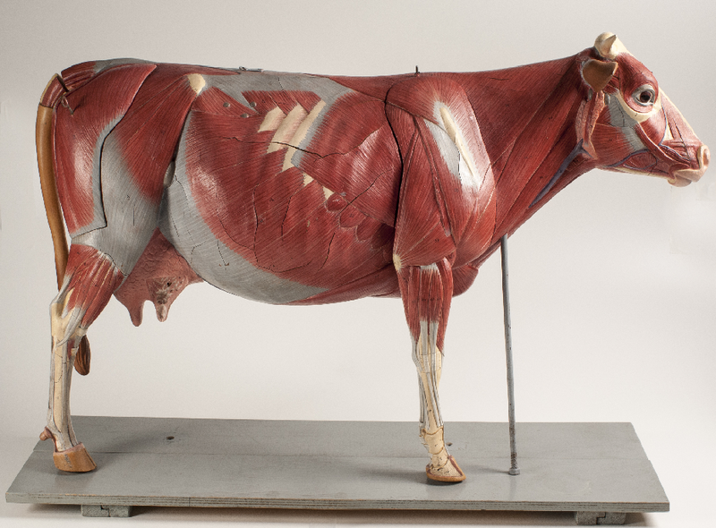 File:CowMuscles.png