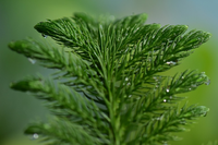 FirLeaf.png