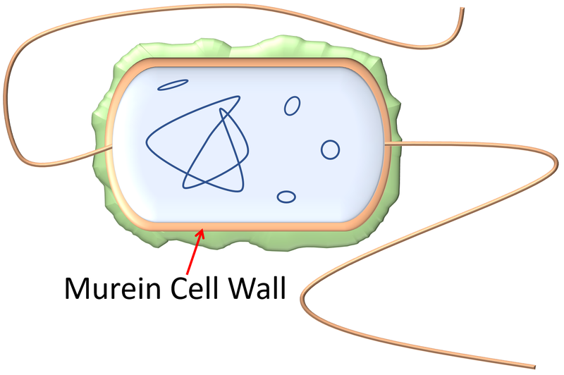 File:BacterialCellWall.png