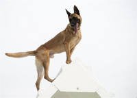 Dog.png