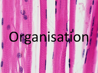 OrganisationLogo.png