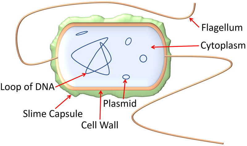 File:BacteriaDiagram2.png