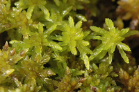 Moss1.png