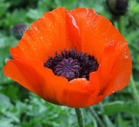 Poppy.png