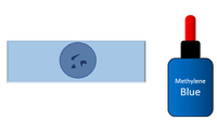 MicroscopeAnimalCells3.png