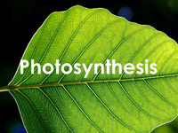 IconPhotosynthesis.png