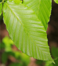 BeechLeaf.png