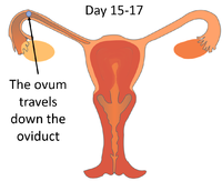 MenstrualCycleDay15-17.png