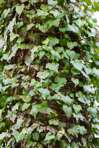 Ivy.png