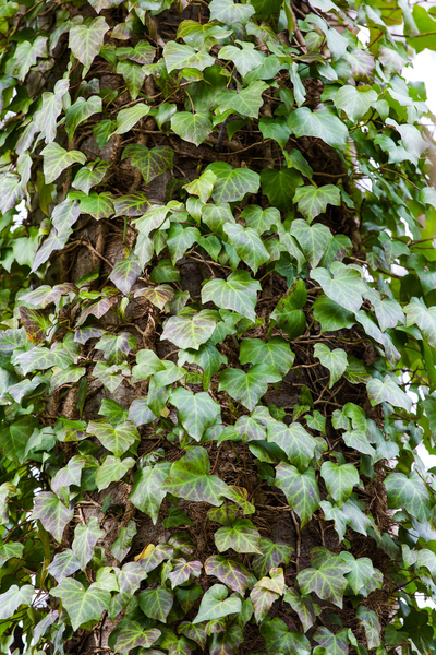 File:Ivy.png