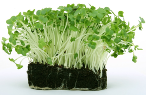 Cress.png