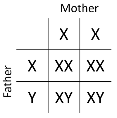 PunnetSquareXXXY.png