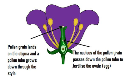 PollinationDiagram.png