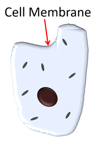 AnimalCellMembrane.png