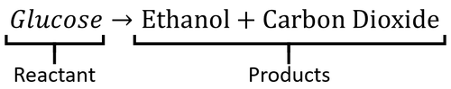 FermentationWordEquation.png