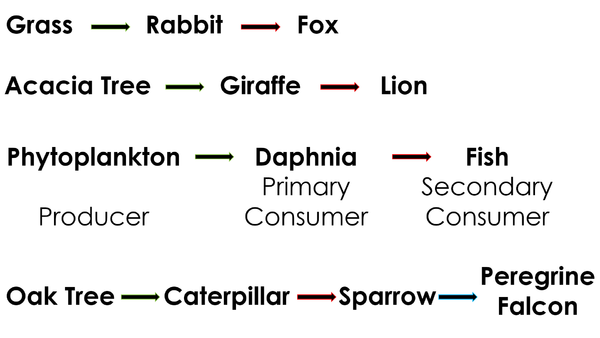 FoodChainAnswers.png