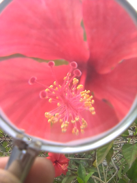 MagnifyingGlassFlower.png