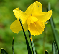 Daffodil.png