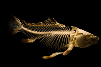 FishSkeleton.png