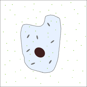 CellDiffusion4.png