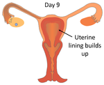 MenstrualCycleDay9.png