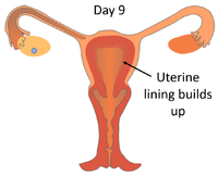 MenstrualCycleDay9.png
