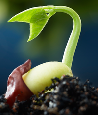 StemGrows.png