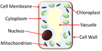 PlantCellDiagram.png