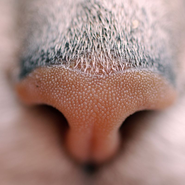 File:CatNose.png