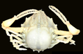Thumbnail for version as of 14:01, 12 August 2018