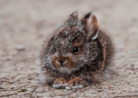 ArcticHare5-Young.PNG