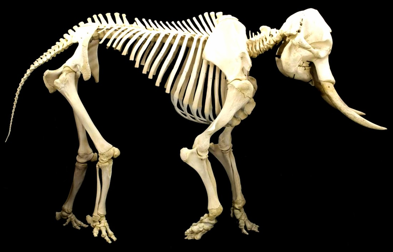 File:ElephantSkeleton.png