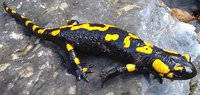 Salamander.png