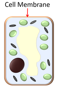 PlantCellMembrane.png