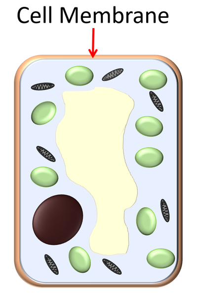 File:PlantCellMembrane.png