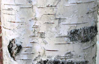 SilverBirchBark.png