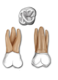 ToothMolar.png
