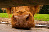 CowNose.png