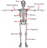 SkeletalSystemDiagramKS3.png