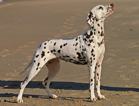 Dalmatian.png
