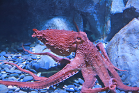 Octopus.png