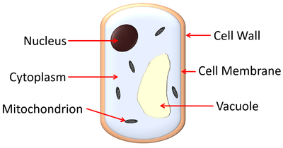 FungalCell.png