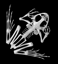 FrogSkeleton.png