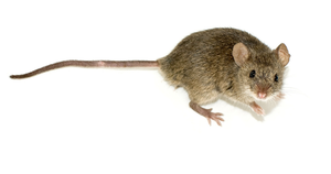 Mouse.png