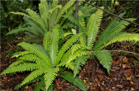Fern.png