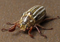 Beetle.png